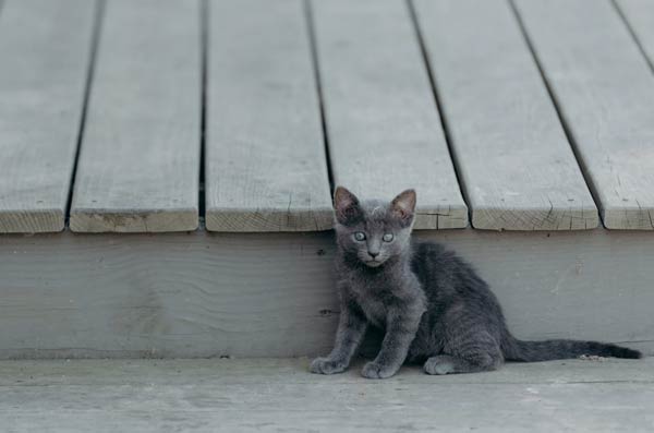 Kitten.jpg